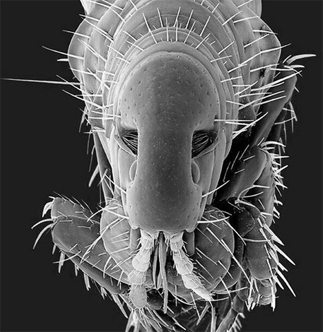Im Allgemeinen gehören Flöhe zu den geflügelten Insekten, jedoch sind die Flügel im Laufe der Evolution verkümmert, was die parasitäre Lebensweise der Blutsauger vereinfacht.