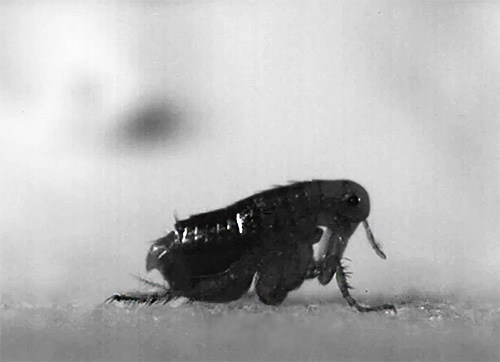 Im Gegensatz zu vielen anderen blutsaugenden Parasiten können Flöhe ihren Wirt leicht wechseln