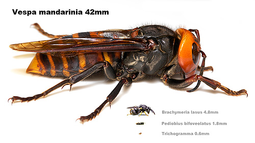In asiatischen Ländern wird die Hornisse Vespa Mandarinia aufgrund ihrer Größe als Spatzenbiene bezeichnet In asiatischen Ländern wird die Hornisse Vespa Mandarinia aufgrund ihrer Größe als Spatzenbiene bezeichnet