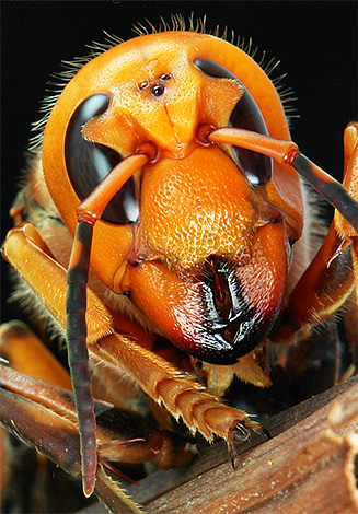 Auf dem Foto sind die drei zusätzlichen Augen am Kopf des Insekts gut zu erkennen. Auf dem Foto sind die drei zusätzlichen Augen am Kopf des Insekts gut zu erkennen.