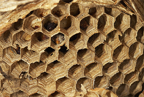 Die asiatischen Riesen-Hornissen bauen ihre Nester aus zerkauten Stücken von Baumrinde. Die asiatischen Riesen-Hornissen bauen ihre Nester aus zerkauten Stücken von Baumrinde.