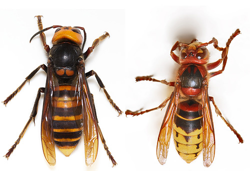 Hornissen sind sehr interessante Insekten, über deren Lebensmerkmale und Gefahr für den Menschen wir im Folgenden sprechen werden...