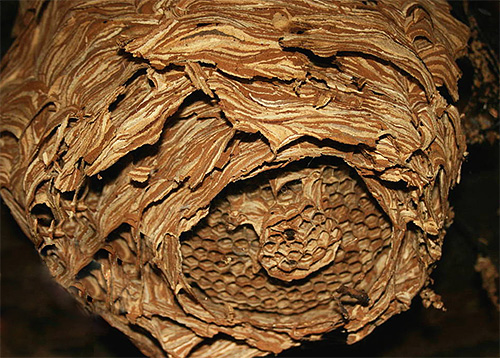 Ihr Nest bauen Hornissen normalerweise aus zerkauter Baumrinde