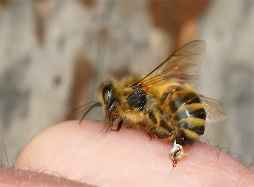 Das Gift der Hornisse ist sehr gefährlich, obwohl es als weniger giftig als das Gift der Bienen gilt.