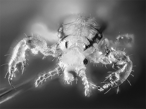 So sieht eine Kopflaus unter einem optischen Mikroskop aus. So sieht eine Kopflaus unter einem optischen Mikroskop aus.