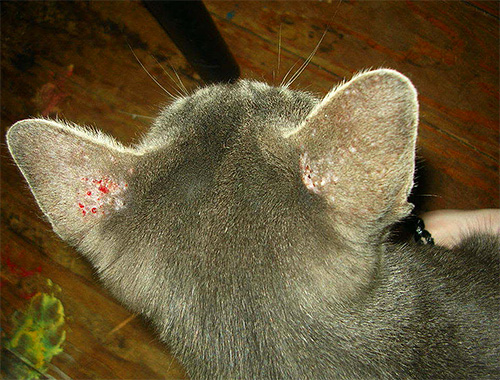 Auf dem Foto sind Kratzspuren an den Ohren einer Katze zu sehen, die durch Läusebisse entstanden sind. Auf dem Foto sind Kratzspuren an den Ohren einer Katze zu sehen, die durch Läusebisse entstanden sind.