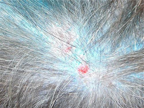 Kratzspuren auf der Haut des Tieres, kleine Wunden und Geschwüre können ebenfalls auf einen Parasitenbefall hinweisen. Kratzspuren auf der Haut des Tieres, kleine Wunden und Geschwüre können ebenfalls auf einen Parasitenbefall hinweisen.