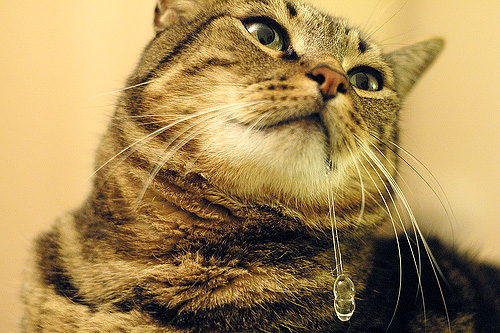 Präparate gegen Läuse auf Permethrin-Basis können bei der Katze oder dem Kater starken Speichelfluss hervorrufen Präparate gegen Läuse auf Permethrin-Basis können bei der Katze oder dem Kater starken Speichelfluss hervorrufen