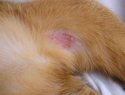 Werden nicht rechtzeitig Maßnahmen gegen Läuse ergriffen, können sie der Katze große Unannehmlichkeiten bereiten Werden nicht rechtzeitig Maßnahmen gegen Läuse ergriffen, können sie der Katze große Unannehmlichkeiten bereiten