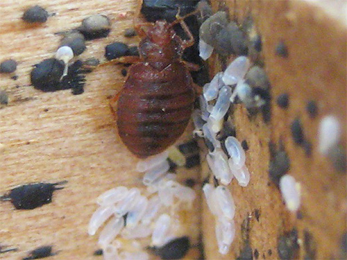 Rauchkerzen, die üblicherweise zur Bekämpfung von Insekten eingesetzt werden, wirken nur schwach auf Bettwanzen-Eier.