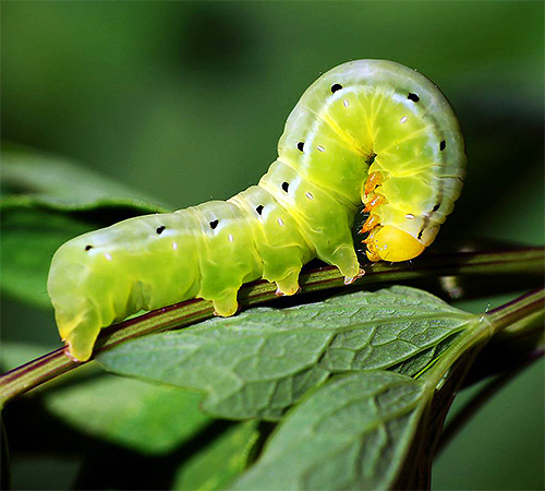 Didecyldimethylammoniumbromid wirkt gegen die unterschiedlichsten Gartenschädlinge