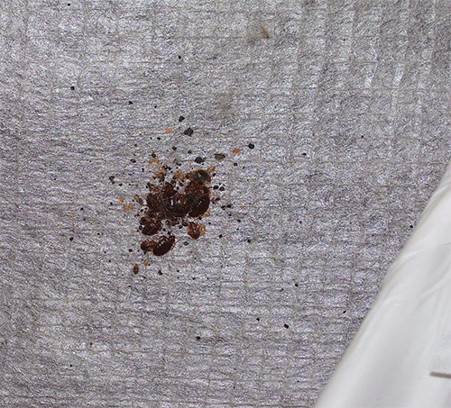 So sieht ein kleines Nest von Bettwanzen im Bett aus, die besonders gern zuerst Möbel besiedeln. So sieht ein kleines Nest von Bettwanzen im Bett aus, die besonders gern zuerst Möbel besiedeln.