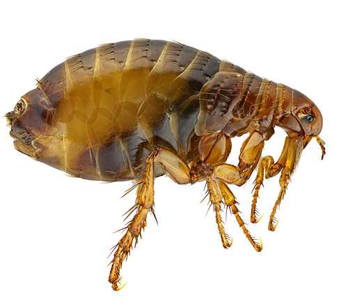 Wenn sich in der Wohnung kleine, springende Insekten befinden, handelt es sich so gut wie sicher um Flöhe Wenn sich in der Wohnung kleine, springende Insekten befinden, handelt es sich so gut wie sicher um Flöhe