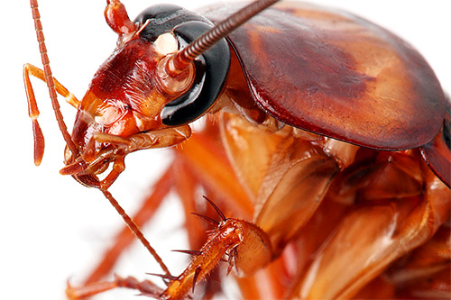 Obwohl Schaben nicht zu den blutsaugenden Insekten gehören, können sie manchmal Epithelteilchen bei schlafenden Menschen abknabbern. Obwohl Schaben nicht zu den blutsaugenden Insekten gehören, können sie manchmal Epithelteilchen bei schlafenden Menschen abknabbern.