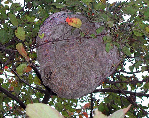 Die Hornissenkönigin spielt eine sehr aktive und wichtige Rolle beim Bau des Nestes. Die Hornissenkönigin spielt eine sehr aktive und wichtige Rolle beim Bau des Nestes