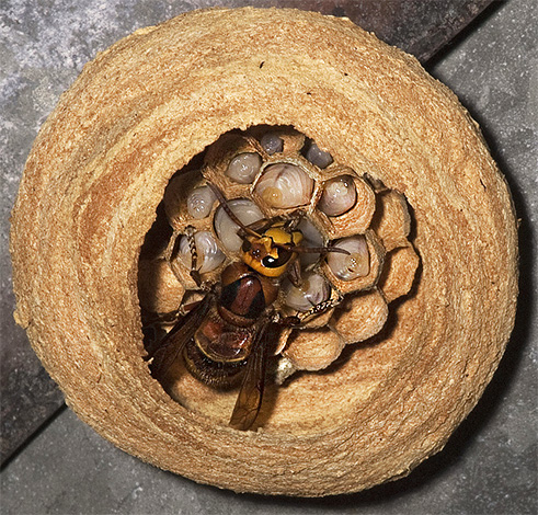Die Hornissenkönigin in der Mitte des neuen Nests Die Hornissenkönigin in der Mitte des neuen Nests
