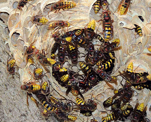 Unter den Arbeiterwespen im Nest ist die Königin nicht immer leicht zu erkennen Unter den Arbeiterwespen im Nest ist die Königin nicht immer leicht zu erkennen