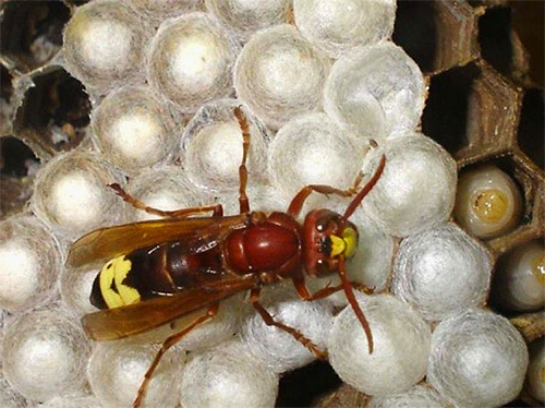 Aus unbefruchteten Eiern schlüpfen Männchen Aus unbefruchteten Eiern schlüpfen Männchen