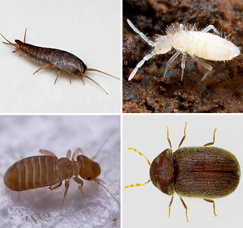 Lassen Sie uns sehen, welche Arten von kleinen Insekten wir eines Tages in unserer Wohnung antreffen können, ob wir uns vor ihnen fürchten müssen und was wir von ihnen erwarten sollten...