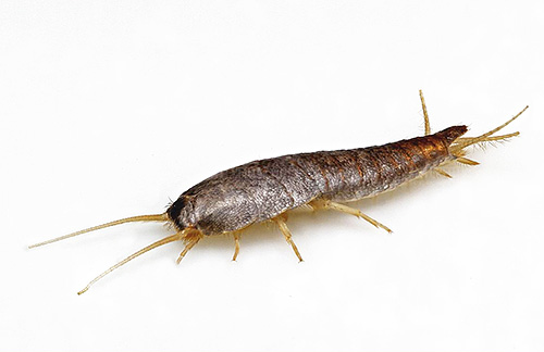 Silberfischchen