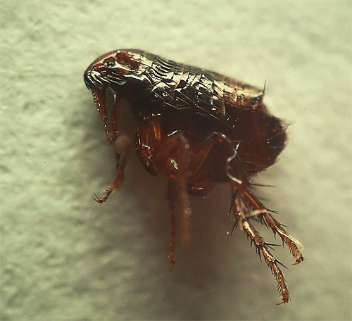 Menschen-, Katzen- und Hundeflöhe sind kleine und sehr unangenehme Insekten.