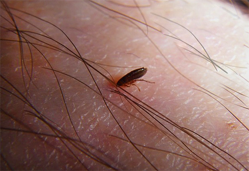 Einige der kleinen Insekten, wie Flöhe, sind blutsaugende Parasiten, die aufgrund ihrer Fähigkeit, Erreger verschiedener Krankheiten zu übertragen, ziemlich gefährlich sind.