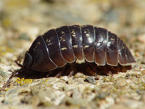 Nur wenige wissen, dass Asseln zu den Krebstieren gehören und keine Insekten sind.
