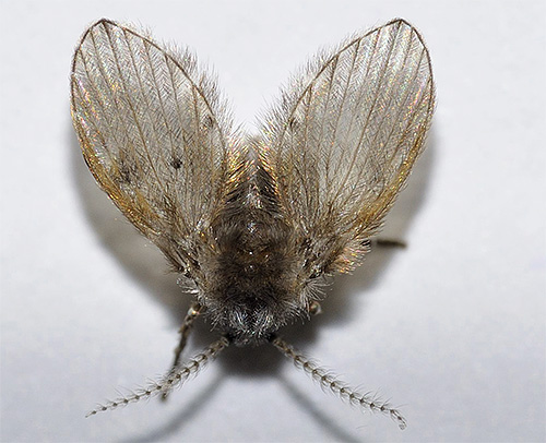Wenn im Badezimmer oder auf der Toilette kleine fliegende Insekten auftauchen – dann könnte es sich durchaus um Schmetterlingsfliegen handeln.