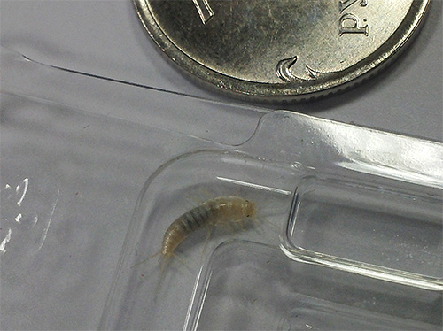 Kleine weiße Insekten, die im Bad an den Wänden krabbeln, könnten durchaus Silberfischchen sein.