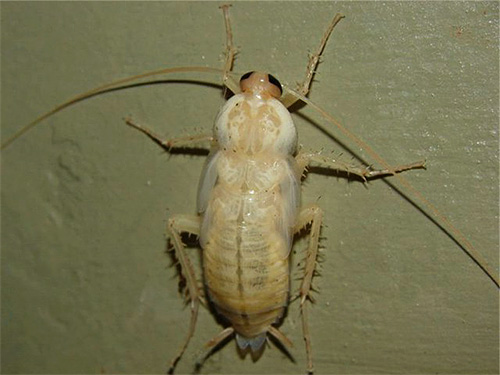 Gehäutete Larven der gewöhnlichen Roten Schabe sehen zunächst wie unbestimmbare kleine weiße Insekten aus.