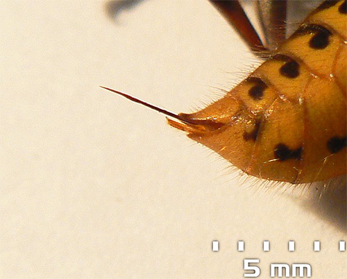Der Stachel einer Hornisse kann eine Länge von 5-6 mm erreichen. Der Stachel einer Hornisse kann eine Länge von 5-6 mm erreichen.