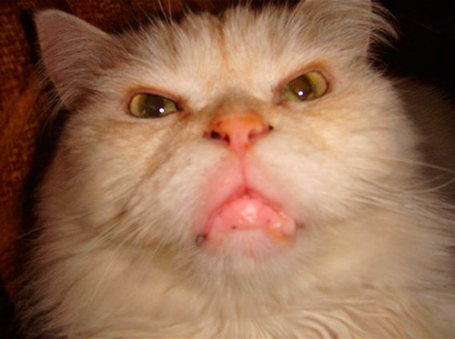 Wenn bei einer Katze oder einem Hund nach einem Hornissenstich eine starke Schwellung und eine Verschlechterung des Allgemeinzustands auftreten, suchen Sie bitte einen Tierarzt auf. Wenn bei einer Katze oder einem Hund nach einem Hornissenstich eine starke Schwellung und eine Verschlechterung des Zustands auftreten, wenden Sie sich an einen Tierarzt.