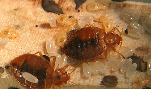 Wenn bei der Behandlung der Wohnung die biologischen Besonderheiten der Insekten von Anfang an nicht berücksichtigt werden, kann der Kampf gegen sie wenig effektiv sein.