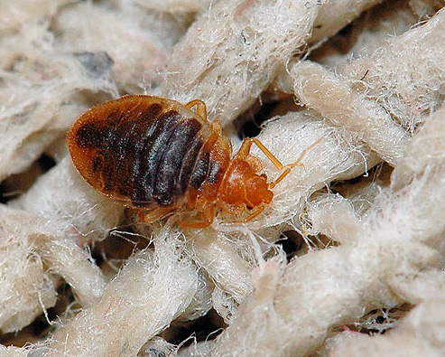 Bettwanzen sind wohl eine der unangenehmsten Insekten in der Wohnung.