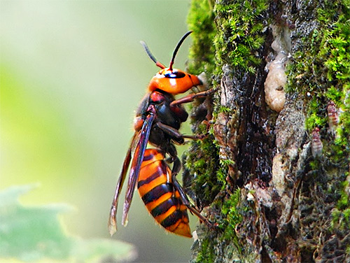 Die japanische Riesenhornisse (Vespa mandarina japonica) ist in Asien nicht nur wegen ihrer enormen Größe bekannt, sondern vor allem wegen der hohen Gefahr, die dieses Insekt für den Menschen darstellt... Die japanische Riesenhornisse (Vespa mandarina japonica) ist in Asien nicht nur wegen ihrer enormen Größe bekannt, sondern vor allem wegen der hohen Gefahr, die dieses Insekt für den Menschen darstellt...