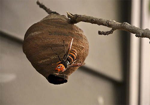 Nachdem sie ein kleines Nest gebaut hat, beginnt die Königin der japanischen Hornisse mit der Eiablage. Nachdem sie ein kleines Nest gebaut hat, beginnt die Königin der japanischen Hornisse mit der Eiablage.