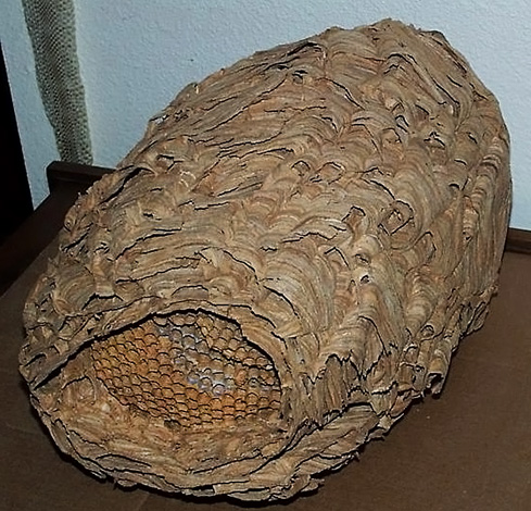 Verlassenes Nest der Japanischen Hornissen Verlassenes Nest der Japanischen Hornissen