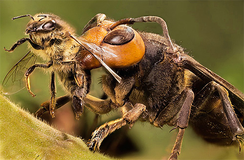 Riesige Japanische Hornissen sind eine wahre Plage für die Imkerei, da sie in der Lage sind, massenhaft Bienen zu töten. Riesige Japanische Hornissen sind eine wahre Plage für die Imkerei, da sie in der Lage sind, massenhaft Bienen zu töten.