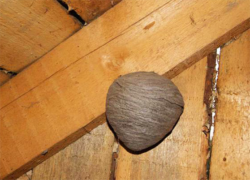 Besonders häufig bauen Wespen ihre Nester auf Dachböden von Holzhäusern. Besonders häufig bauen Wespen ihre Nester auf Dachböden von Holzhäusern.