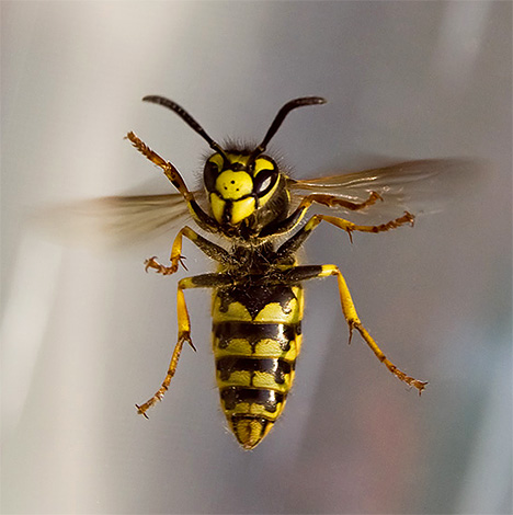 Die Nähe zu Wespen auf dem Balkon ist nicht angenehm zu nennen, denn sie können jeden und jederzeit stechen. Die Nähe zu Wespen auf dem Balkon ist nicht angenehm zu nennen, denn sie können jeden und jederzeit stechen.