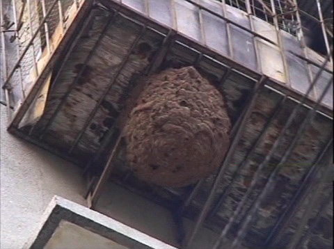 Wenn Sie nach der Beobachtung der Wespen ihr Nest nicht sehen konnten, befindet es sich möglicherweise außerhalb des Balkons. Wenn Sie nach der Beobachtung der Wespen ihr Nest nicht sehen konnten, befindet es sich möglicherweise außerhalb des Balkons.