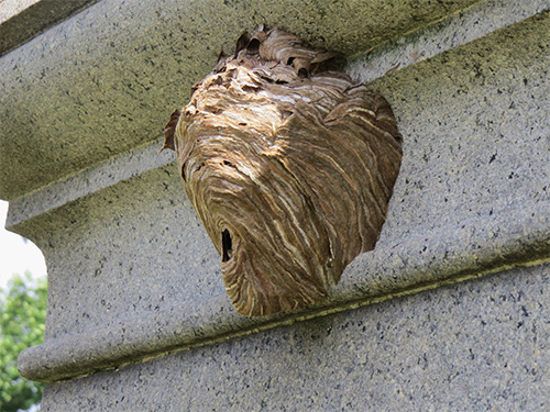 Ein Beispiel für ein Wespennest unter dem Dachvorsprung des Balkons. Ein Beispiel für ein Wespennest unter dem Dachvorsprung des Balkons.