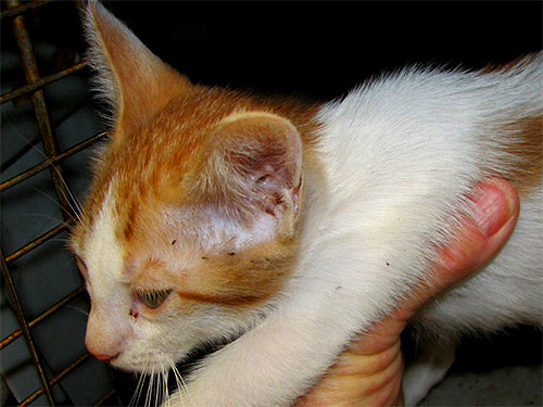 Im Fell der Katze sind Flöhe sichtbar Im Fell der Katze sind Flöhe sichtbar