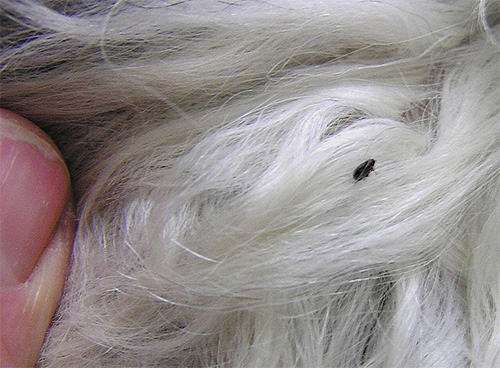 Bei einer großen Anzahl blutsaugender Parasiten ist es nicht schwer, sie im Fell des Haustieres zu entdecken. Bei einer großen Anzahl blutsaugender Parasiten ist es nicht schwer, sie im Fell des Haustieres zu entdecken.