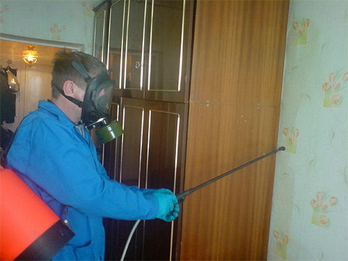 Professionelle Schädlingsbekämpfer können helfen, Hausflöhe loszuwerden. Professionelle Schädlingsbekämpfer können helfen, Hausflöhe loszuwerden.