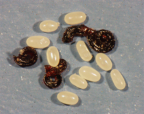 Eier und Larven von Flöhen in Nahaufnahme Eier und Larven von Flöhen in Nahaufnahme