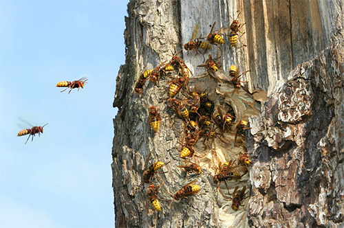 Hornissen fliegen oft aus einem Nest in der nahegelegenen Waldstreife auf das Grundstück
