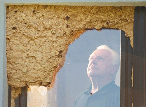 Ein Hornissennest kann sich manchmal über dem Eingang zu einem Raum befinden und stellt eine direkte Bedrohung für diejenigen dar, die ihn betreten wollen.
