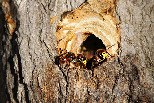 Wenn die Hornissen ihre Behausung in einem Baum errichtet haben, wird Insektizid in die Höhlung gegossen und die Öffnung z. B. mit Spachtelmasse oder einem Lappen verschlossen.