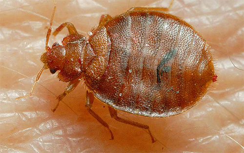 Im Dienstleistungsvertrag des Unternehmens Klop Kontrol müssen die Fläche des behandelten Raumes und die verwendeten Insektizide angegeben werden Im Dienstleistungsvertrag des Unternehmens Klop Kontrol müssen die Fläche des behandelten Raumes und die verwendeten Insektizide angegeben werden
